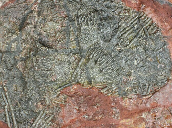 Silurian Fossil Crinoid (Scyphocrinites) Plate - Morocco #134250